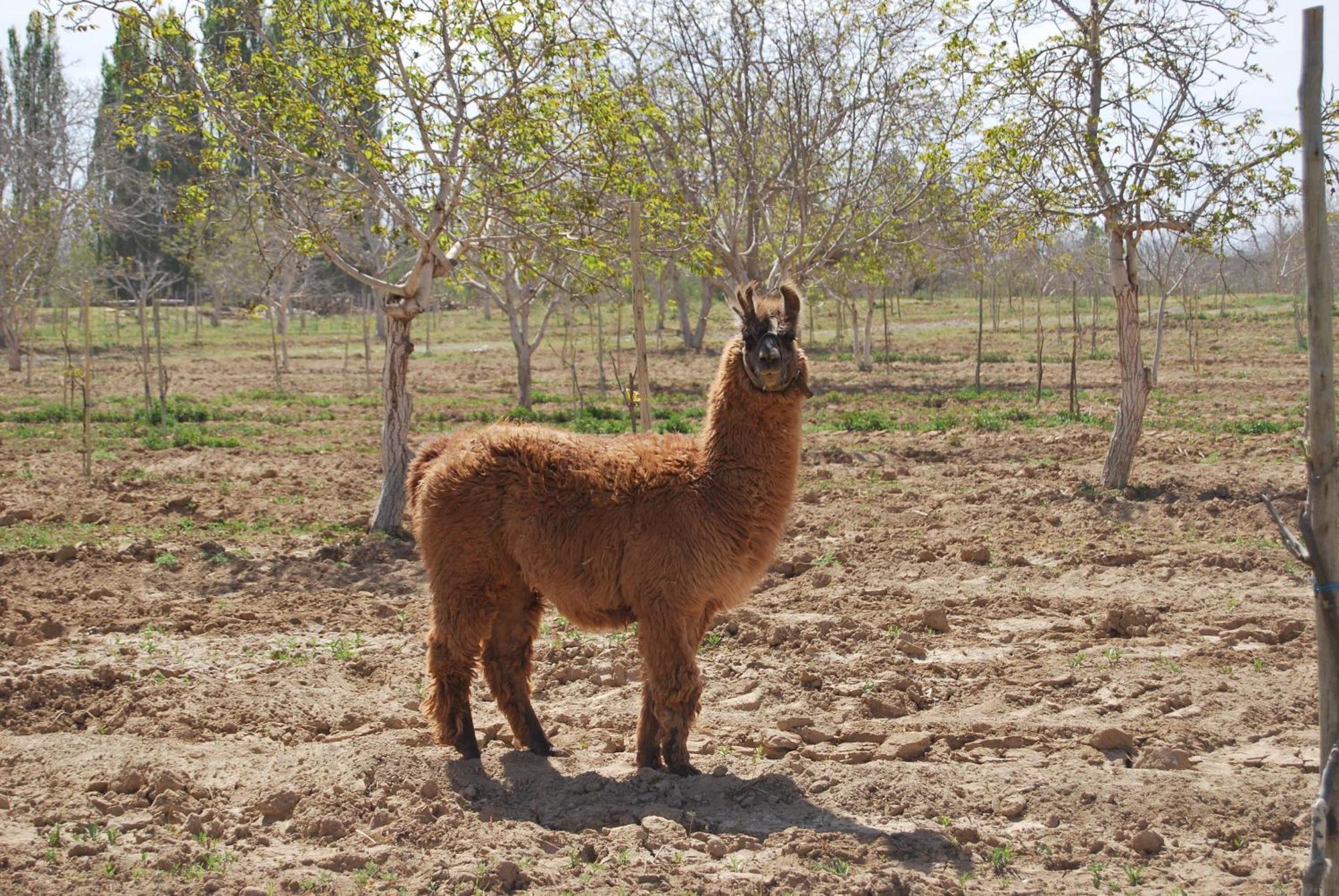 Finca Huayrapuca Famatina Luaran gambar